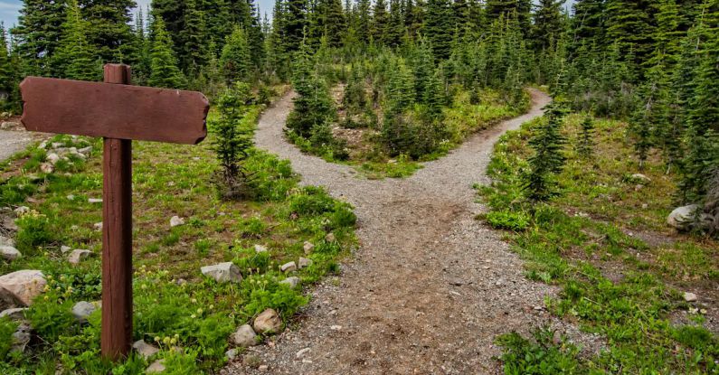 Career Path - Photo of Pathway Surrounded By Fir Trees