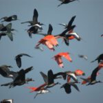 Whistleblowing - ibis, bird, as the crow flies