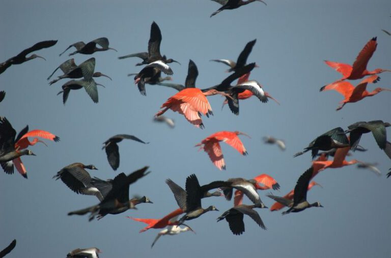 Whistleblowing - ibis, bird, as the crow flies